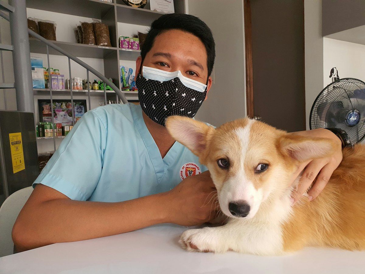 สัตวแพทย์ตรวจสุนัขคอร์กี้